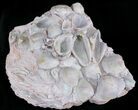 Opal Replaced Fossil Clams, Gastropods & Crinoid - Australia #22838-9